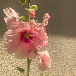 Meet your Posher, Elissa